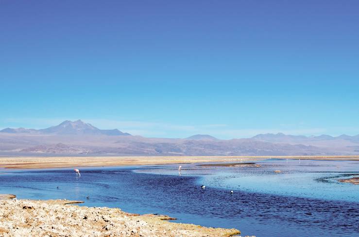 Laguna Cejar - Antofagasta - Chile © Leolago/Getty Images/iStockphoto