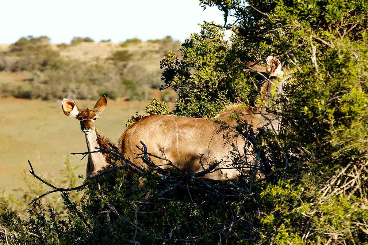 Antelopes - South Africa © thespecialistsa/markdescande/Getty Images/iStockphoto