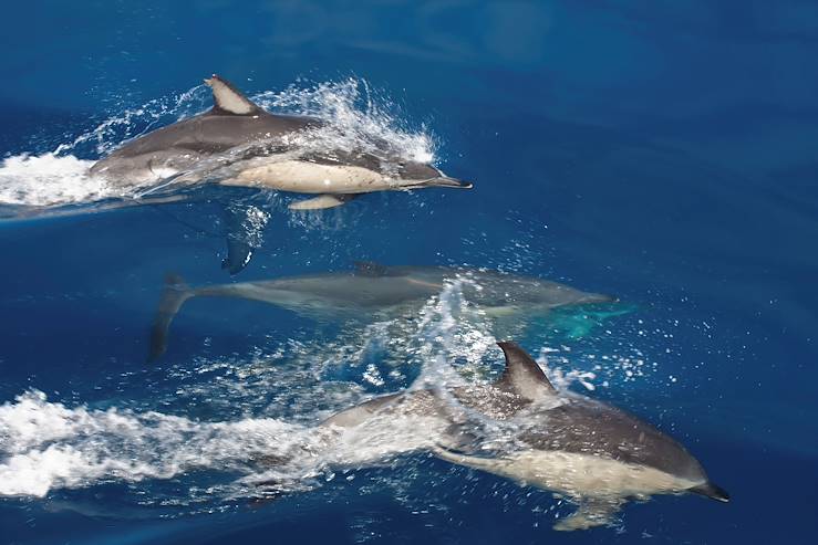 Dolphins - Madeira © Droits reservés