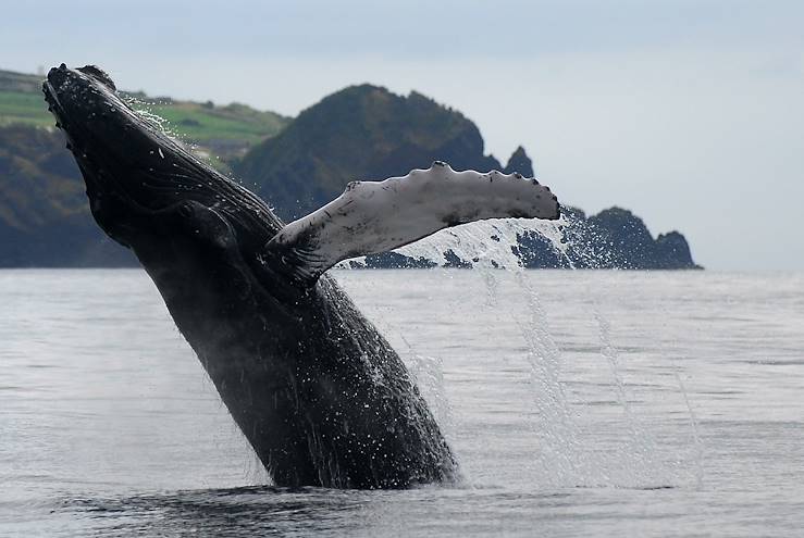 Whale Watching in the Azores - Portugal © Droits reservés