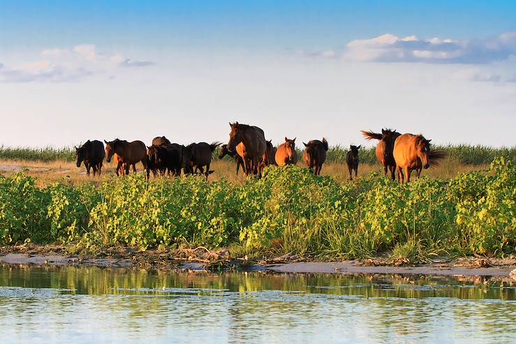 Horses - Danube Delta - Romania © Porojnicu Stelian/Getty Images/iStockphoto