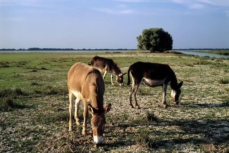 Donkeys - Romania © Droits reservés