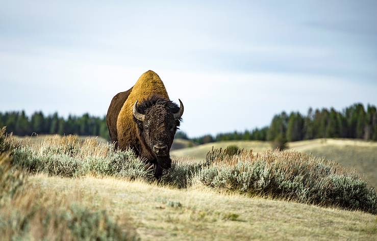 Bison safari  - Transylvannia - Romania © mayur_gala777/Getty Images/iStockphoto