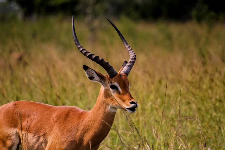 Antelopes - Rwanda © Droits reservés