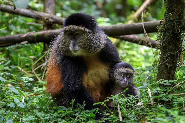 Golden monkeys - Rwanda © Bisate Lodge