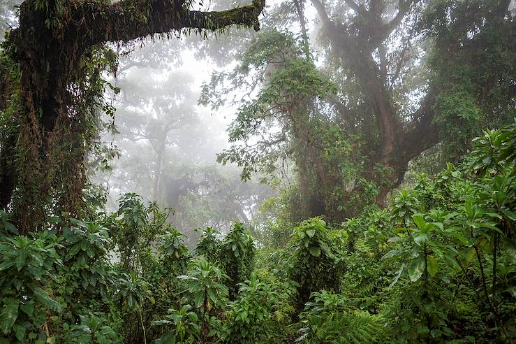 National Park Forest - Rwanda © Dana Allen/Bisate Lodge