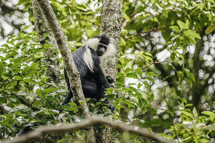 Monkey - Rwanda © Droits reservés