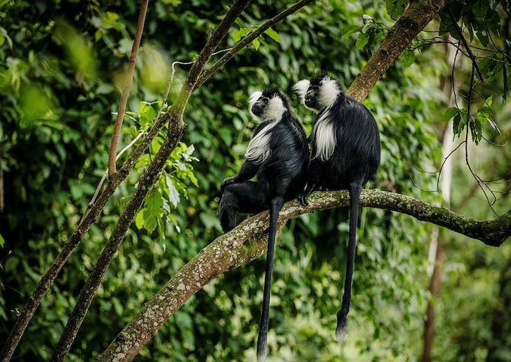 Monkeys - Rwanda © Rupert Peace/Nyungwe Forest Lodge