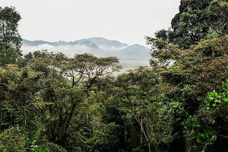 Forest and mist - Rwanda © Droits reservés