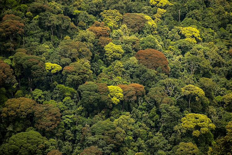 Forest - Rwanda © Droits reservés