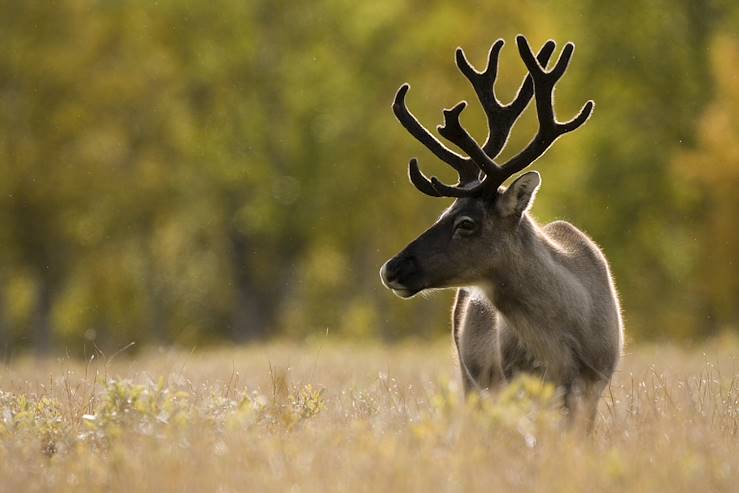 Sarek National Park - Sweden © Peter Cairns / Image Bank Sweden