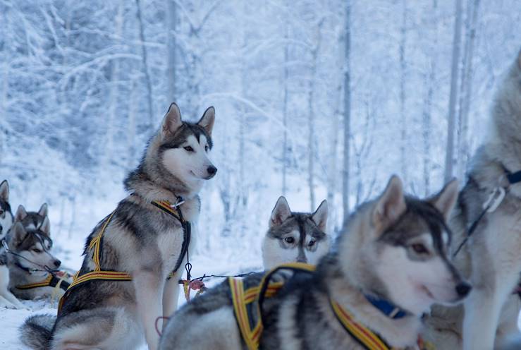 Sled dogs - Lapland - Sweden © Fredrik Broman/VisitSweden