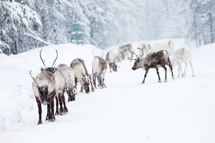 Reindeers - Lapland - Sweden © Jörgen Wiklund/VisitSweden