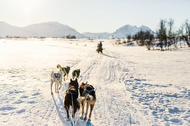 Dog sledding - Lapland - Finland © Alexander Shalamov/BlueOrange Studio/stock.adobe.com