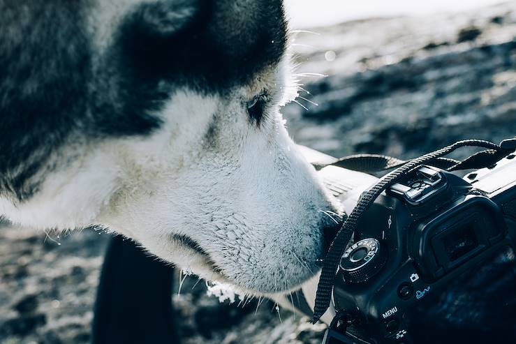 Dog sledding - Sweden © Droits reservés