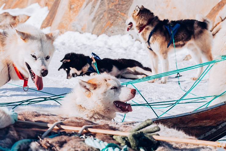 Dog sledding near Kangerlussuaq - Groenland © Olivier Romano