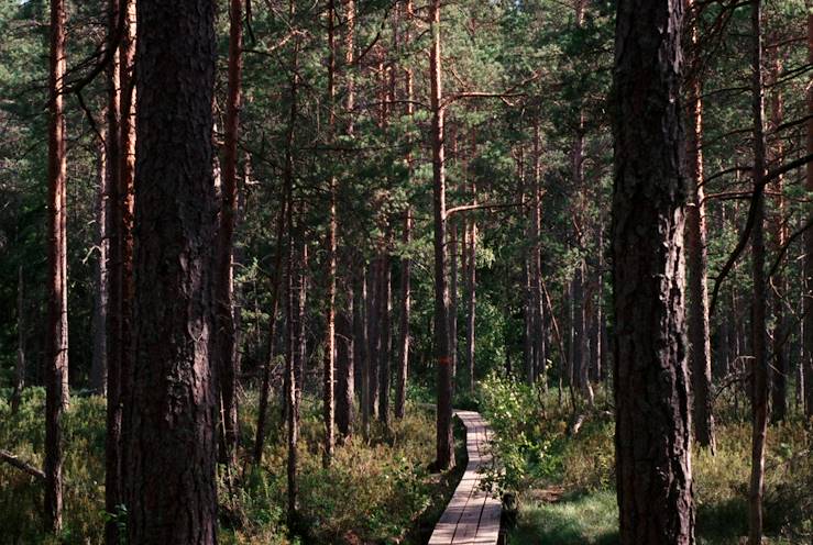 Forest in Sweden © Scott evans / Unspalsh.com