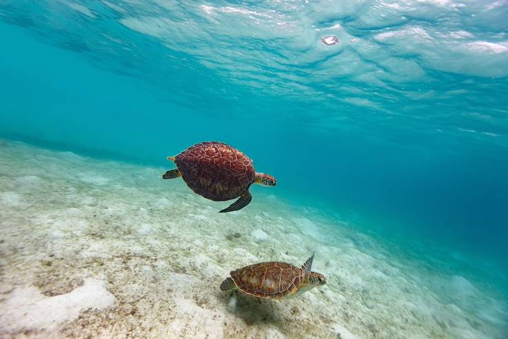 Turtles in Seychelles © Alexander Shalamov/BlueOrange Studio/stock.adobe.com 