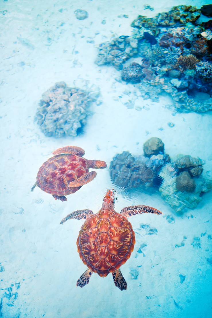 Turtles in Seychelles © Alexander Shalamov/BlueOrange Studio/stock.adobe.com 