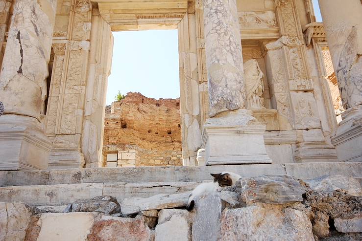 Cat in Sagalassos - Turkey © Droits reservés