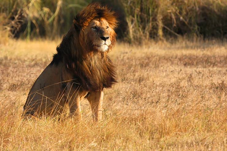 Lion - Ngorongoro - Tanzania © Pierre Jean Durieu / Fotolia.com