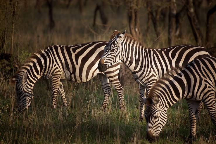 Zebras - Tanzania © Droits reservés