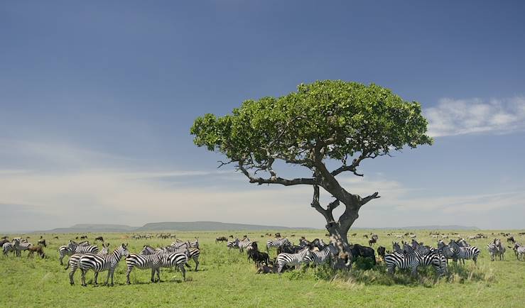 Zebras near Serengeti - Tanzania © Eric Isselee / Fotolia.com