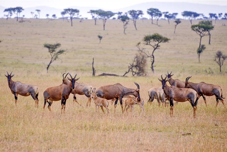 Tarangire National Park - Tanzania © Getty Images / iStockphoto