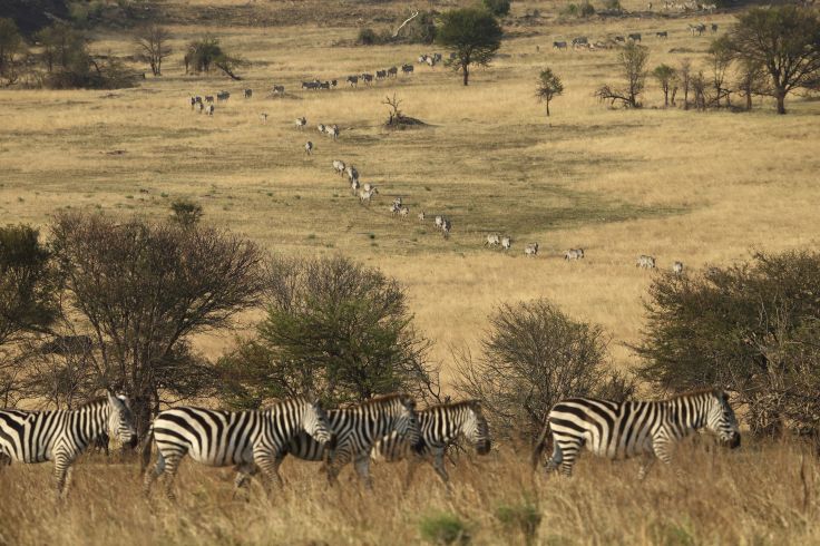 Zebras - Serengeti National Park  - Tanzania © Droits reservés