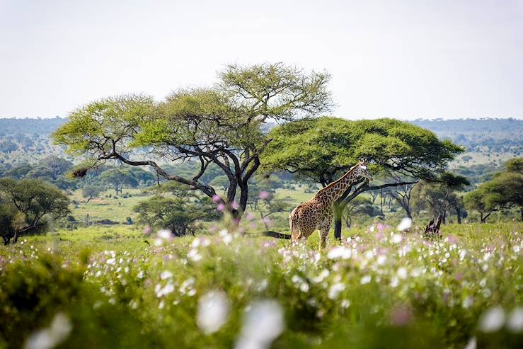 Giraffe in the bush - Tanzania © Sanctuary Swala Camp