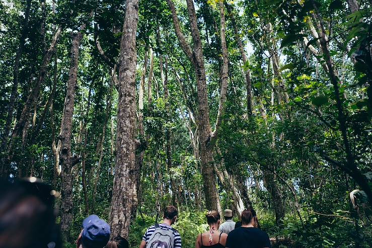 Walking in the forest - Tanzania © Droits reservés