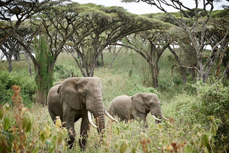 Elephants - Tanzania © Droits reservés