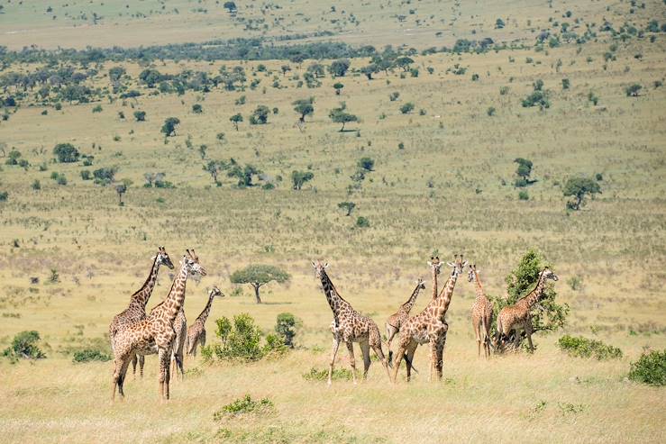 Giraffes - Tanzania © Droits reservés