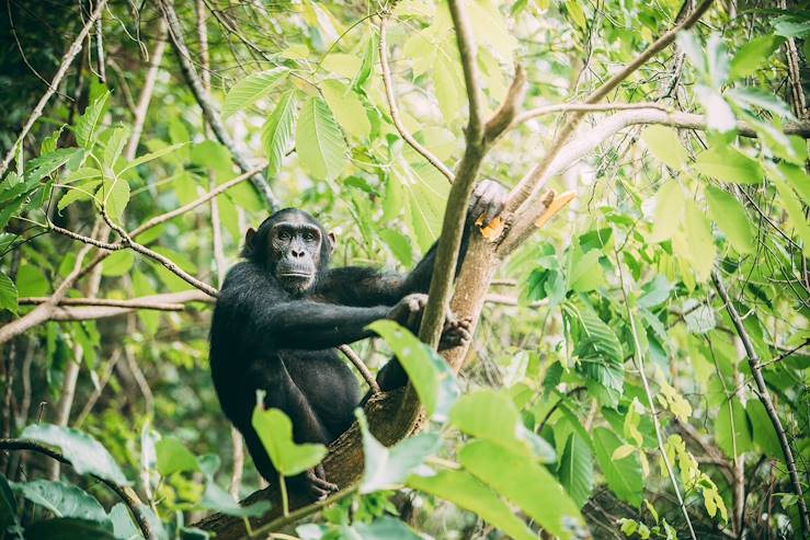 Chimpanzee - Tanzania © Andrew Marinkovich/Nomad Greystoke Mahale