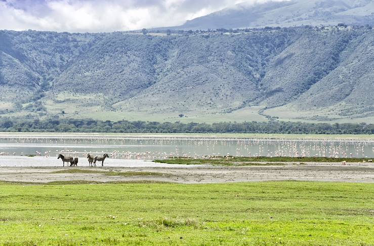 Zebras near a river - Tanzania © Droits reservés