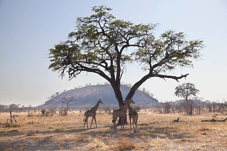 Giraffe in Tanzania © Papa Bravo - stock.adobe.com