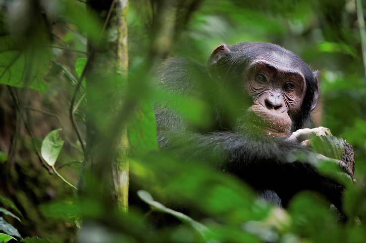 Chimpanzee - Uganda © Droits reservés