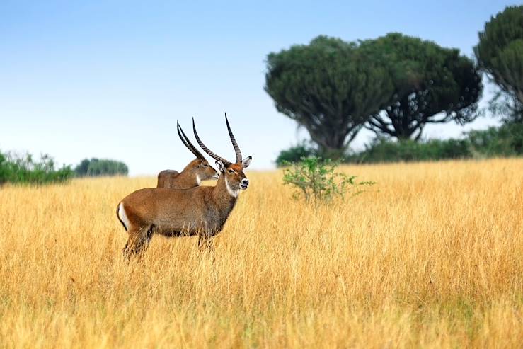 Antelopes in Uganda © Droits reservés