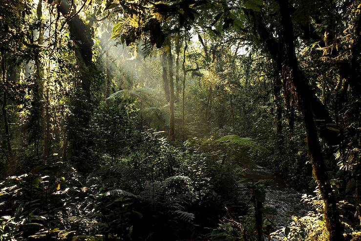 Bwindi Impenetrable Forest - Uganda © Andaman SE/Getty Images/iStockphoto