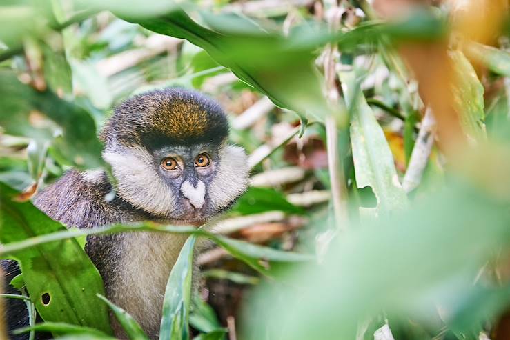 Monket - Uganda © Darren Rees/Bwindi Lodge 