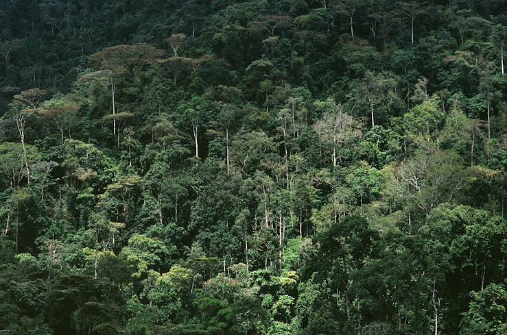 Forest of Uganda © Bwindi Lodge