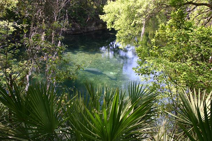 Crystal River - Floride - Etats-Unis © Getty Images / iStockphoto