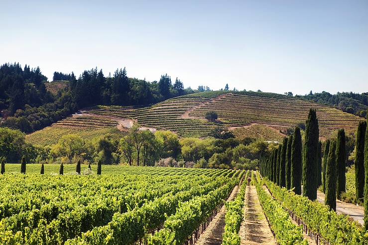 Vineyards - United States © malajscy / Fotolia