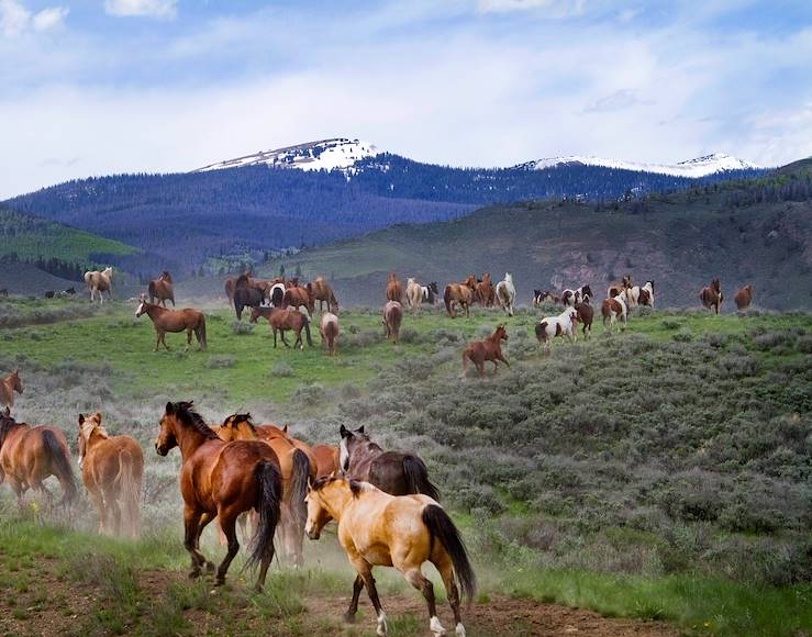 Horses - C Lazy U Ranch - Granby - United States © C Lazy U Ranch