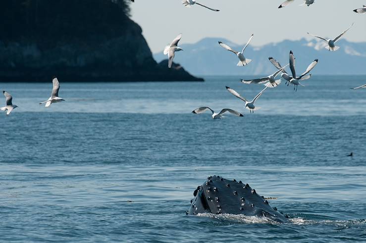 National Park Kenai Fjords - Alaska - United States © Brian Gudas/Getty Images/iStockphoto