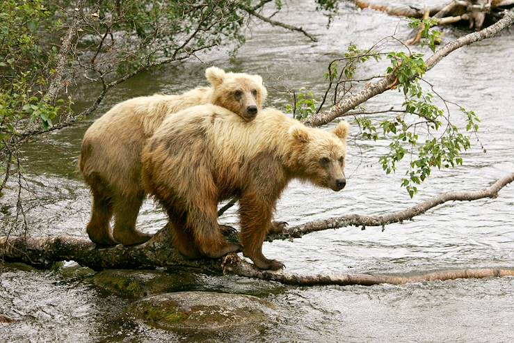 Bears - Alaska - United States © Oksana Perkins/Getty Images/iStockphoto