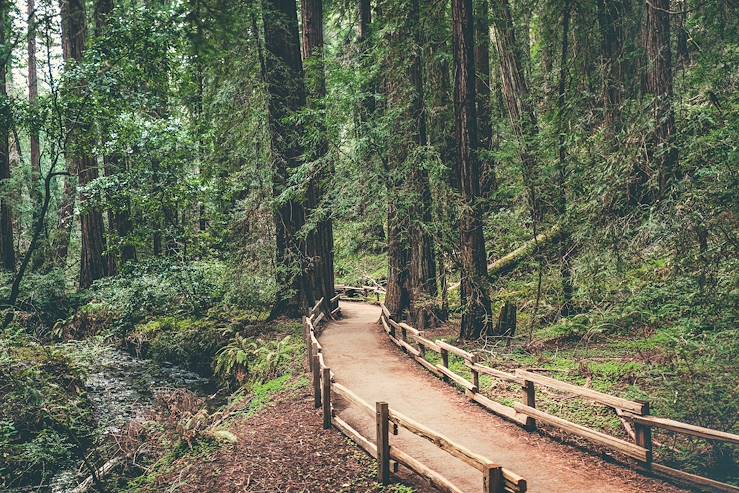 Hendy Woods State Park - Etats-Unis © DronExpert/iStock/Getty Images Plus