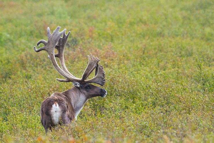 Moose in Alaska - United States © Michael DeYoung / State of Alaska (OT)