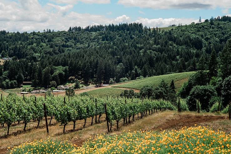 Vignes - Oregon - Etats-Unis © James - stock.adobe.com