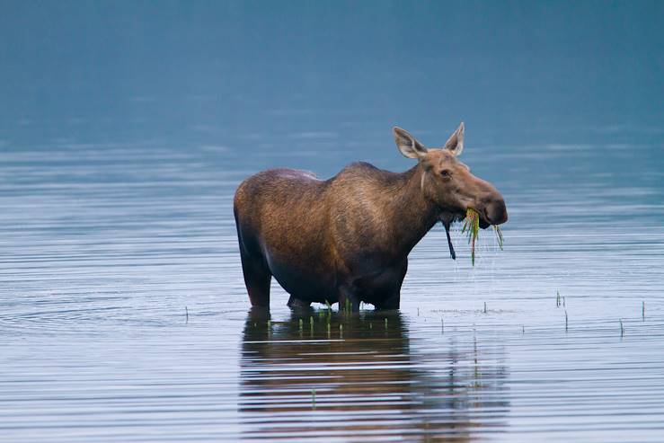 Denali National Park - Moose in the Lake © Droits reservés